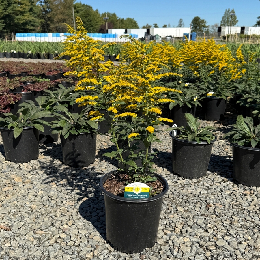 Solidago rugosa Fireworks