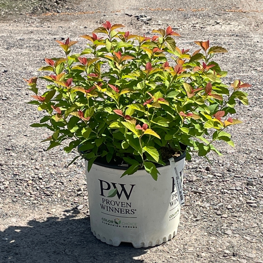 Spiraea japonica Double Play Big Bang® PP21588
