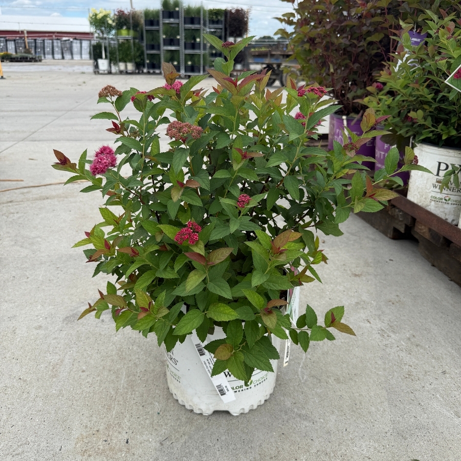 Spiraea japonica Double Play Doozie® PP30953
