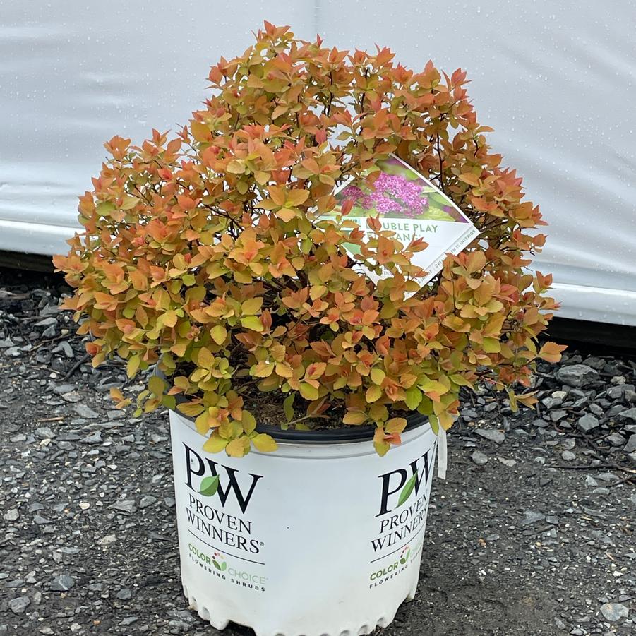 Spiraea japonica Double Play® Candy Corn® PP28313
