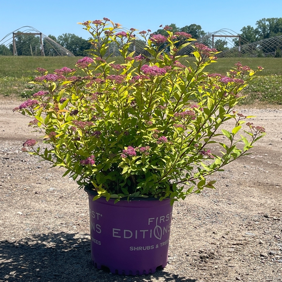 Spiraea japonica Little Spark® PP30819