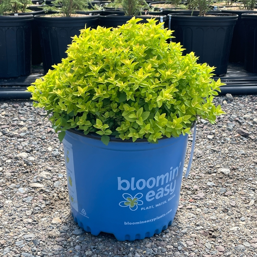 Spiraea japonica Pineapple Poprocks® PPAF