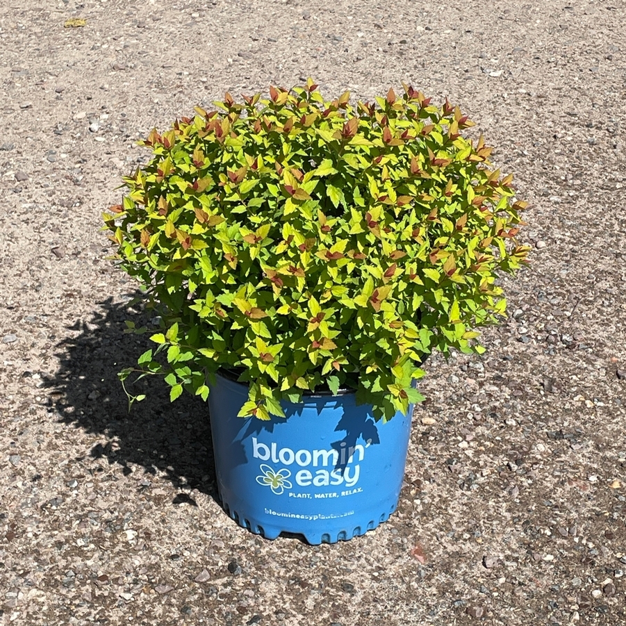 Spiraea japonica Rainbow Fizz™ PP28876