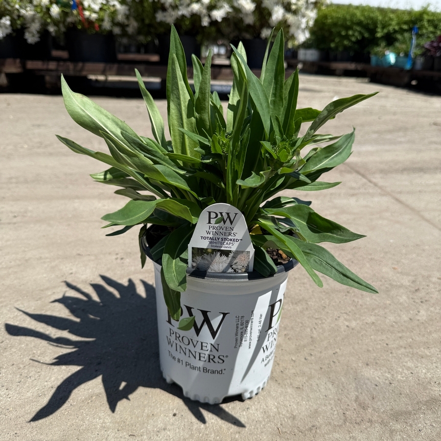 Stokesia Totally Stoked Whitecaps