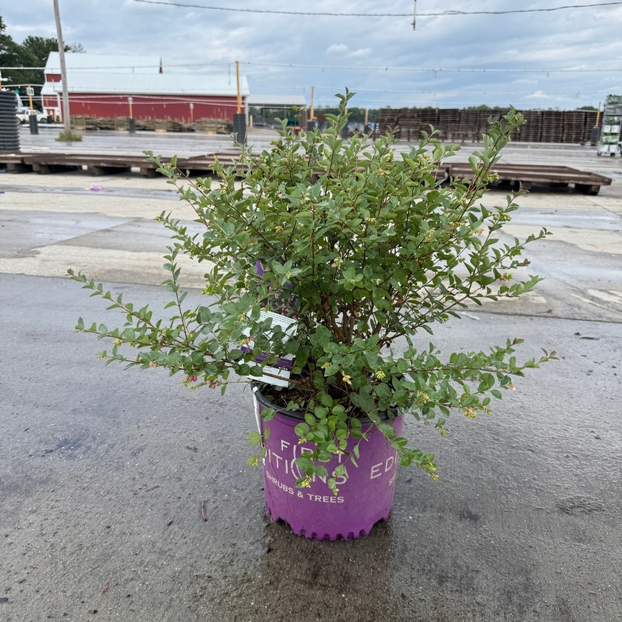 Symphoricarpos x doorenbosii Candy™ PP20931