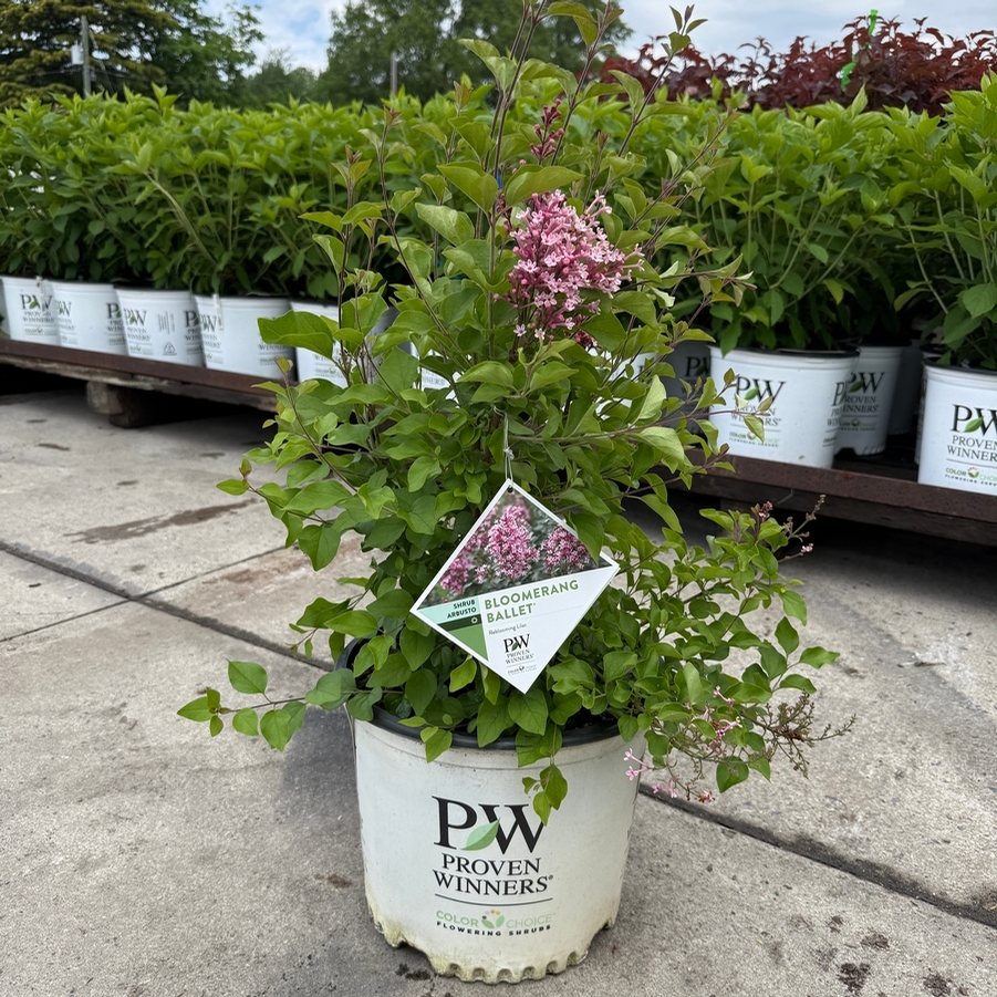 Syringa Bloomerang Ballet® PP35934