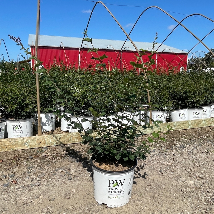 Syringa Bloomerang® Dark Purple PP26549