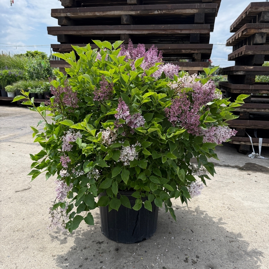 Syringa patula Miss Kim
