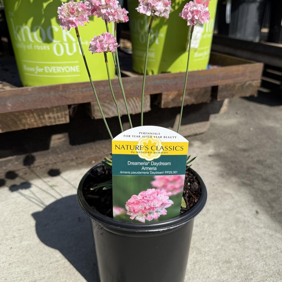 Armeria Dreameria® Daydream