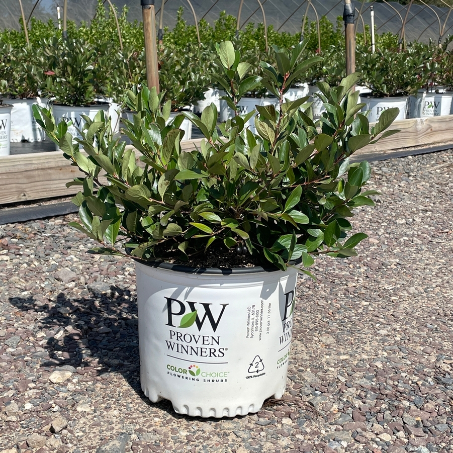 Aronia melanocarpa Low Scape Mound® PP28789