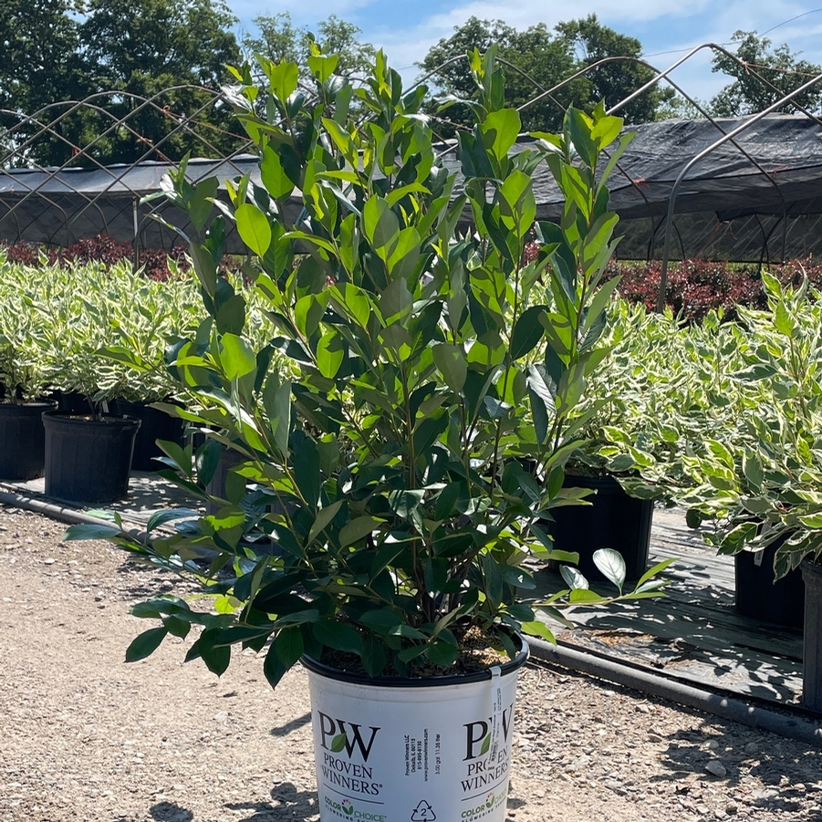 Aronia melanocarpa Low Scape Snowfire® PP34116