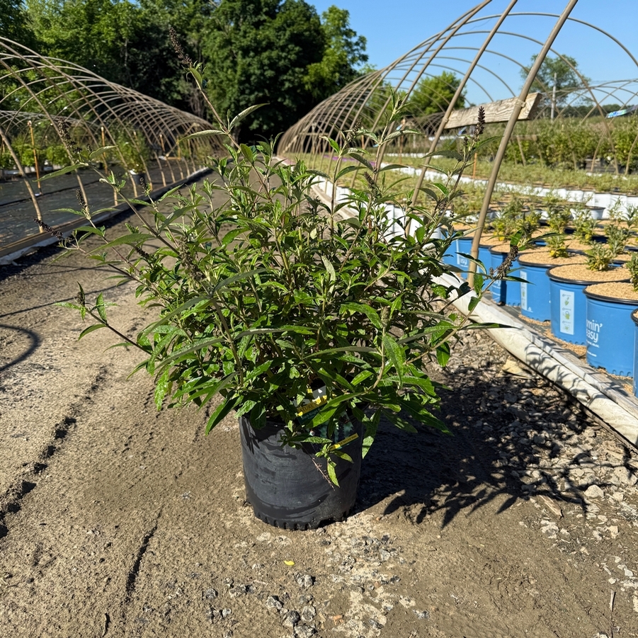 Buddleia davidii Black Knight