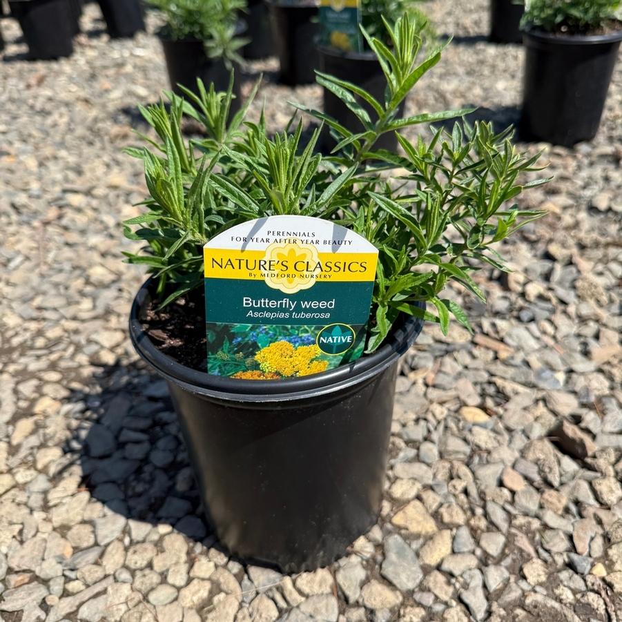 Asclepias tuberosa 