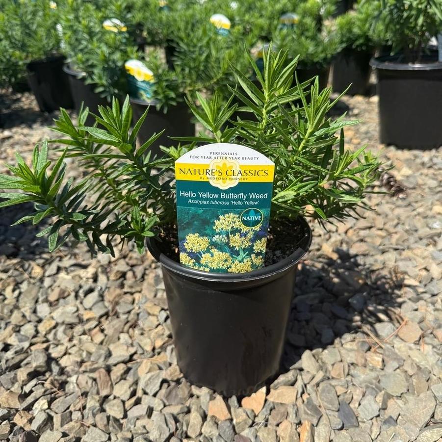 Asclepias tuberosa Hello Yellow