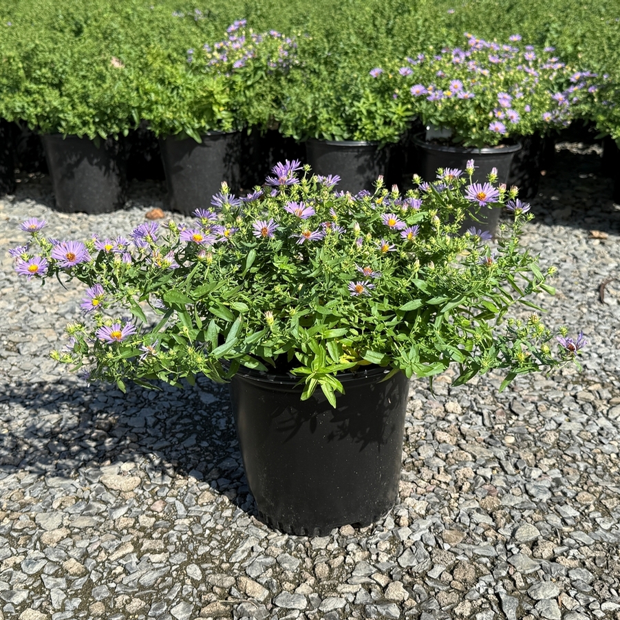 Aster oblongifolius Twilight Sky