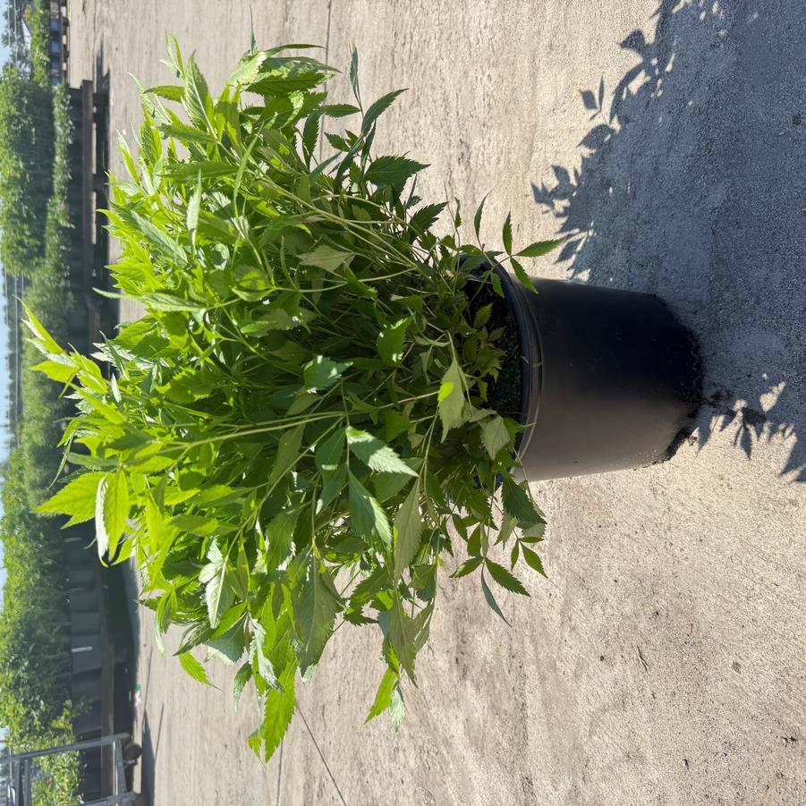 Astilbe X Music™ Honky Tonk PP25382