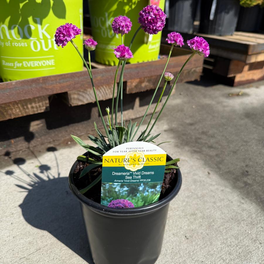 Armeria Dreameria® Vivid Dreams