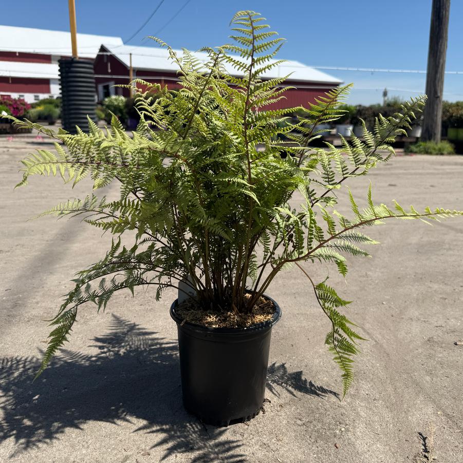 Athyrium Ghost