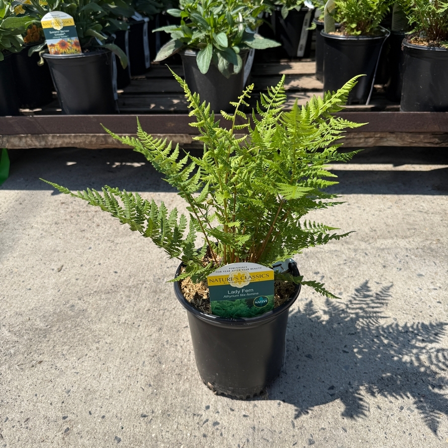 Athyrium filix-femina 
