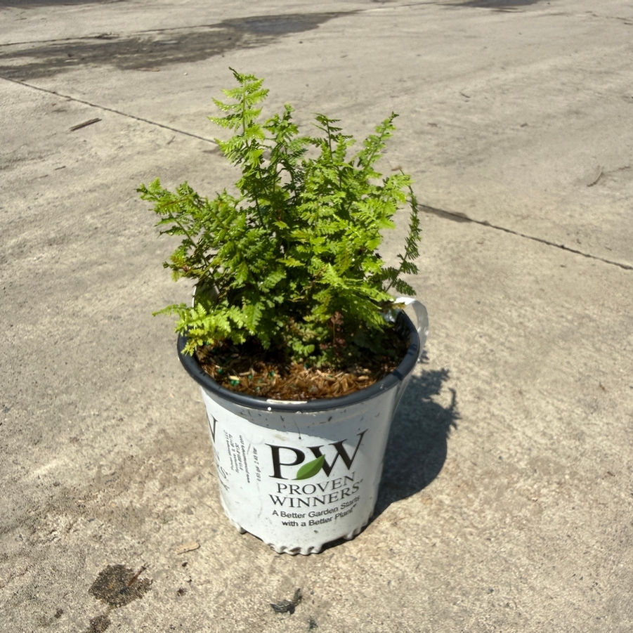 Athyrium filix-femina Fronds Forever PPAF