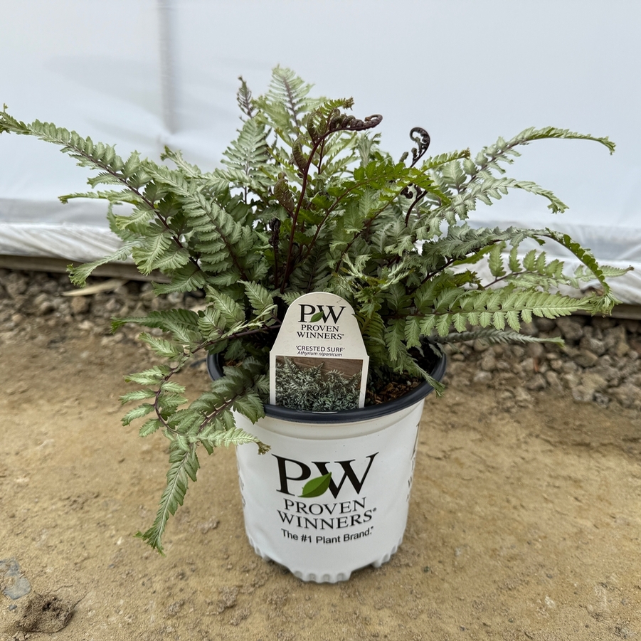 Athyrium niponicum Crested Surf