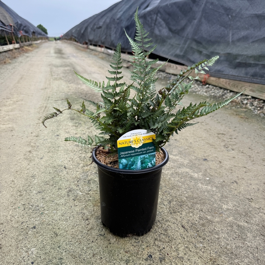 Athyrium niponicum Pictum