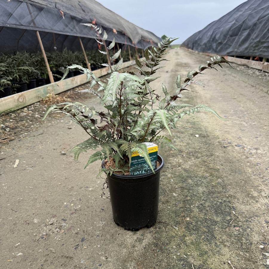 Athyrium nip. pictum Godzilla