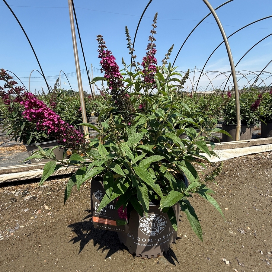 Buddleia CranRazz™ PP25730