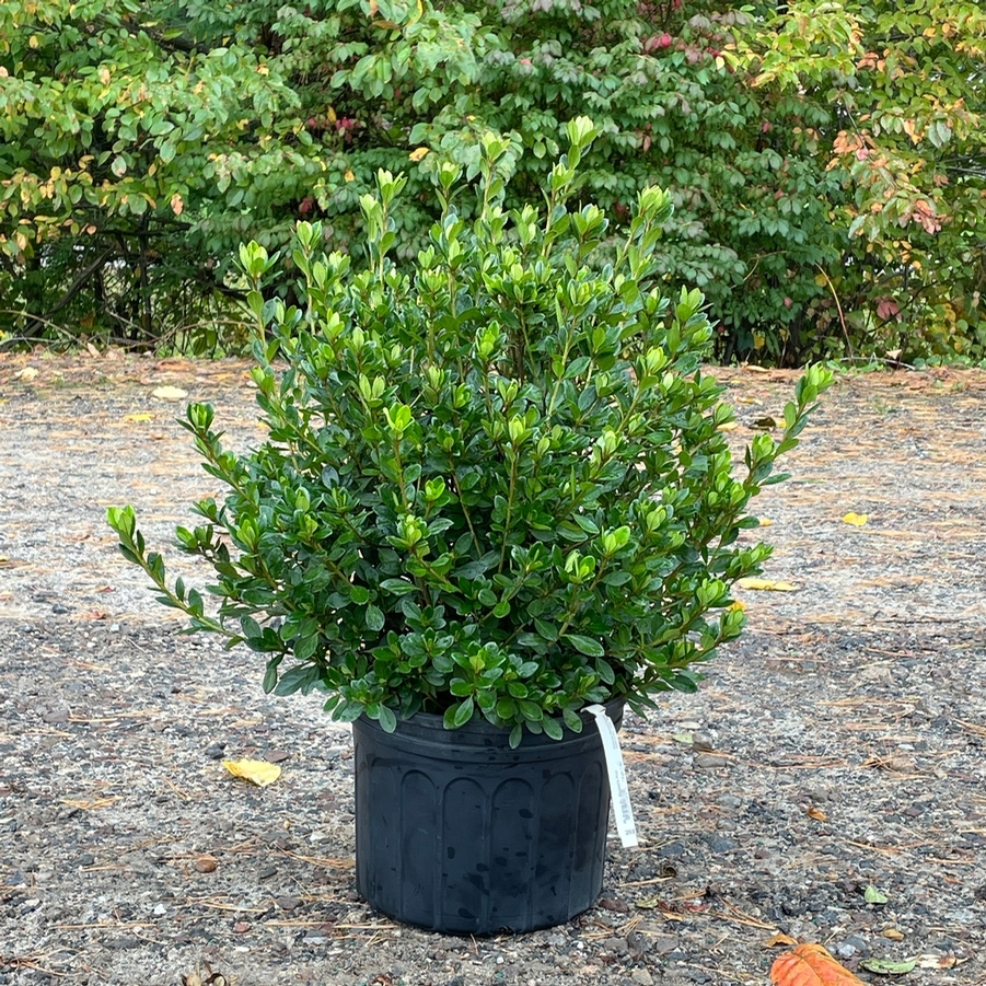 Azalea Evergreen Blaauw's Pink