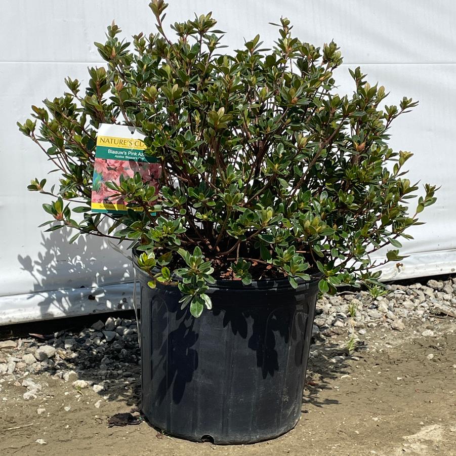 Azalea Evergreen Blaauw's Pink