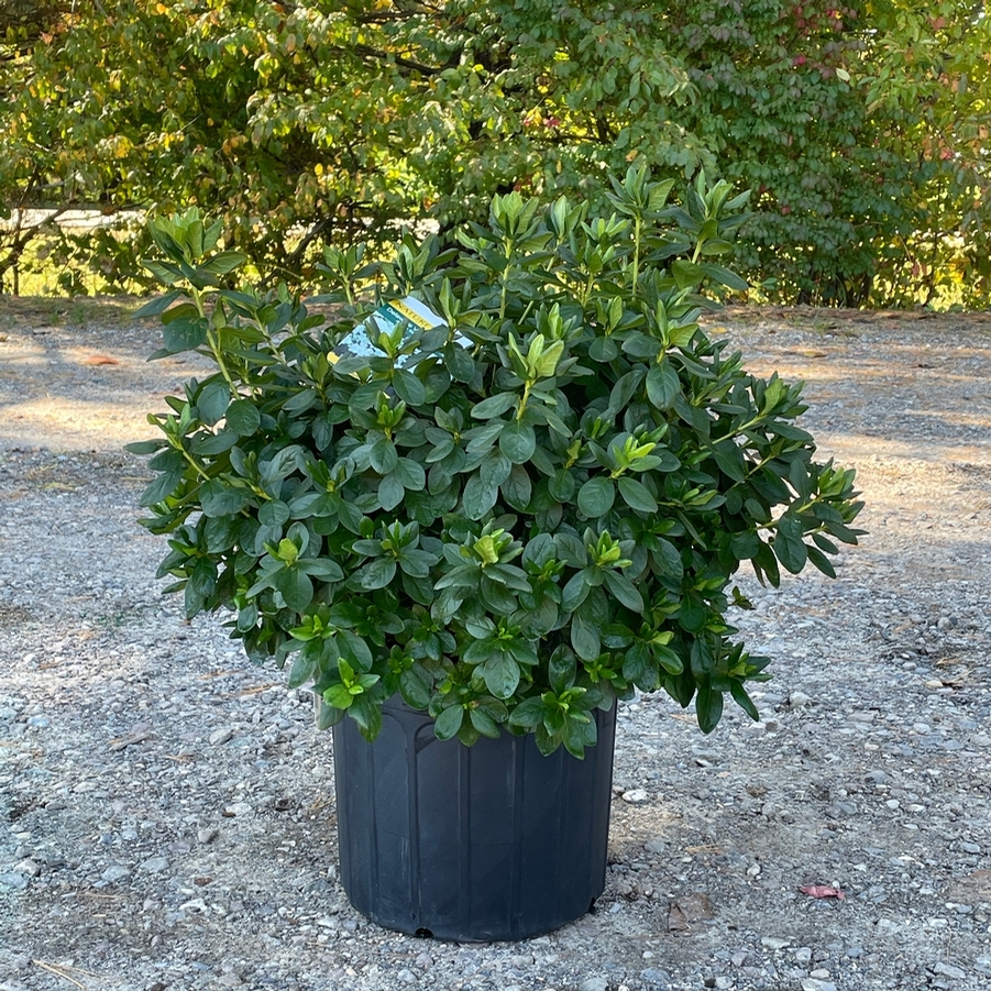 Azalea Evergreen Del. Val. White