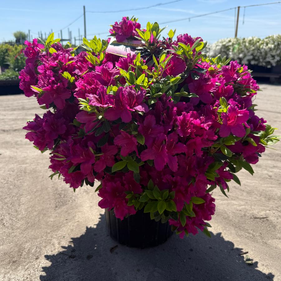 Azalea Evergreen Girard Fuchsia