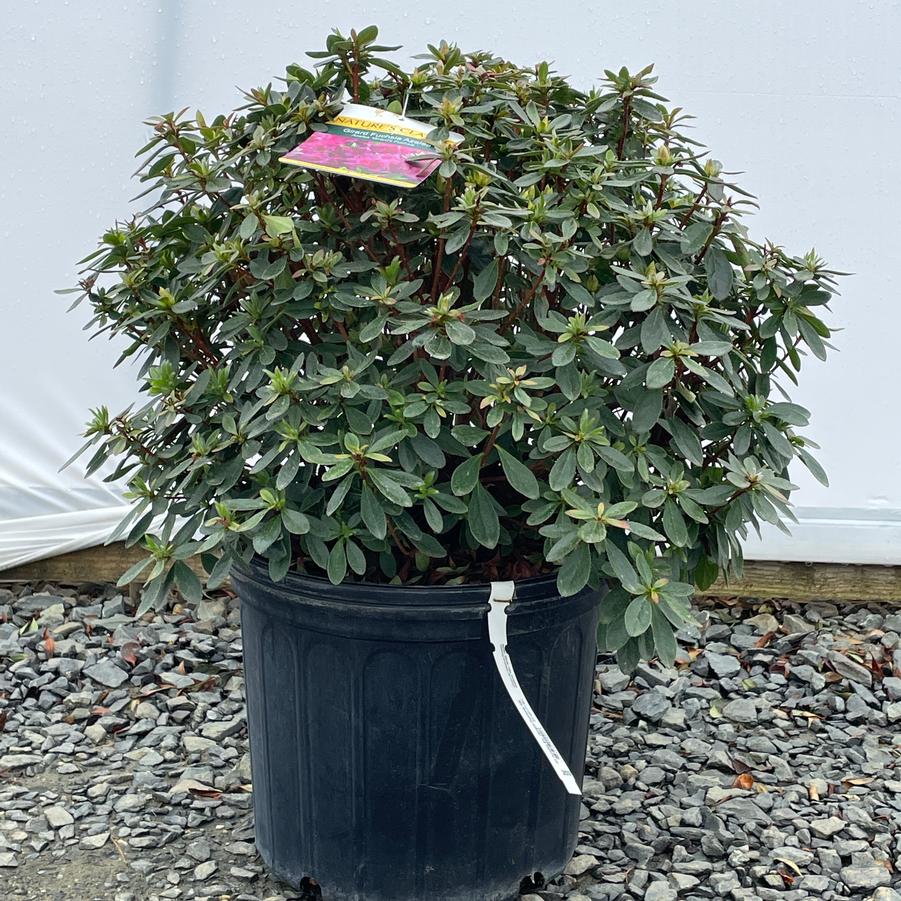 Azalea Evergreen Girard Fuchsia