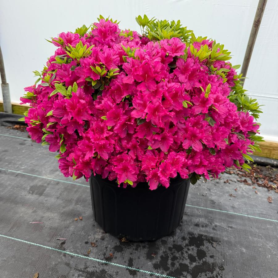 Azalea Evergreen Girard Fuchsia