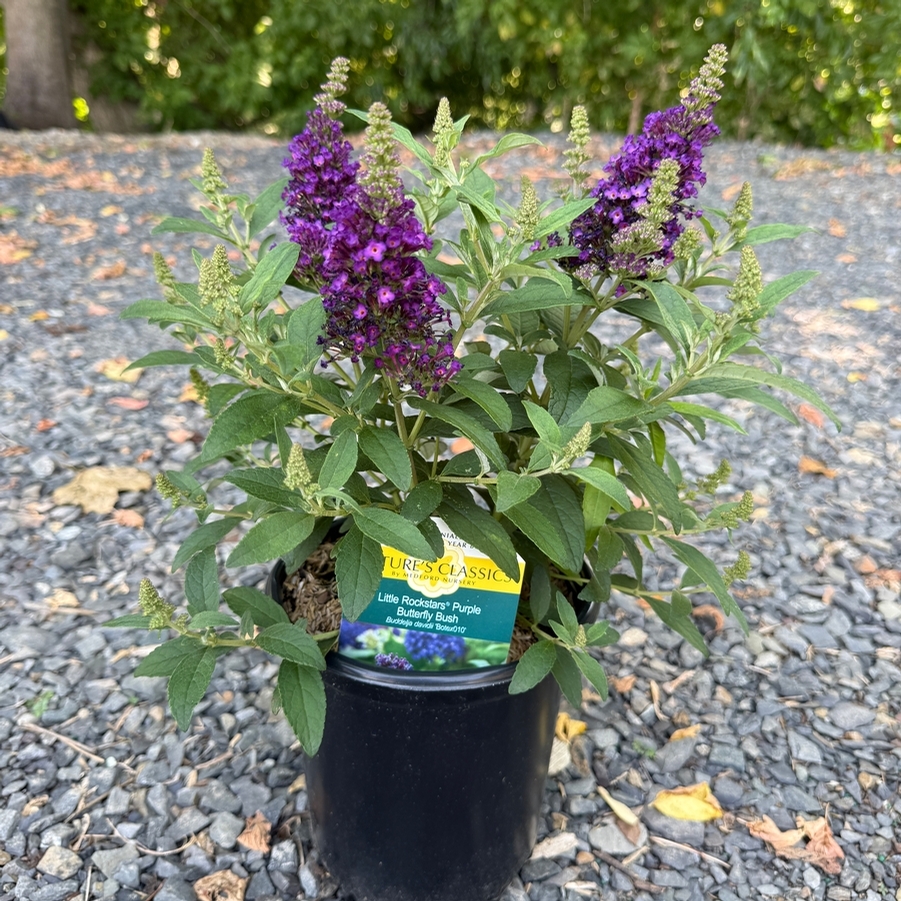 Buddleia Little Rockstars Purple