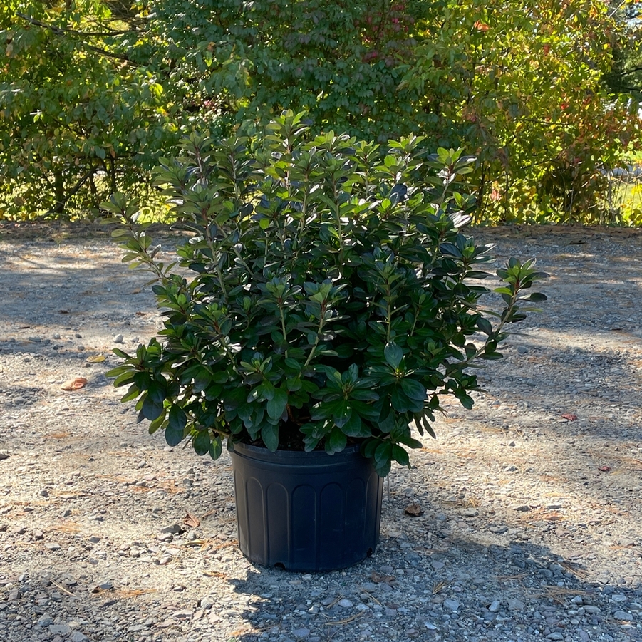 Azalea Evergreen Girard Hot Shot