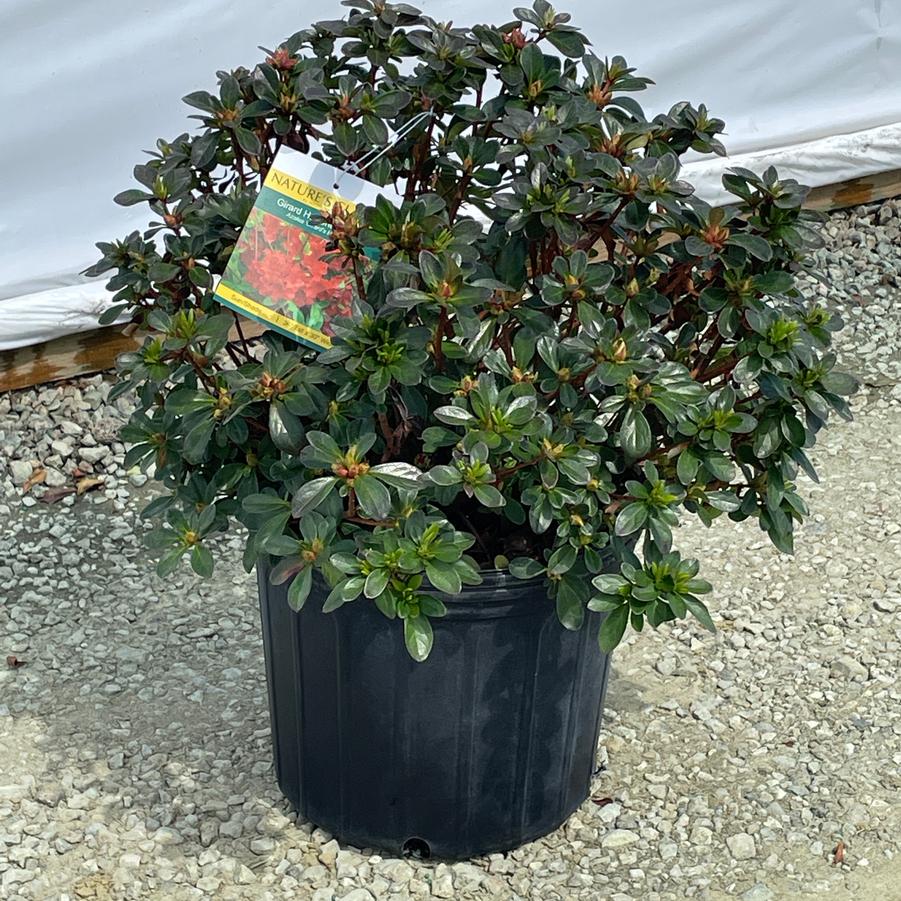 Azalea Evergreen Girard Hot Shot