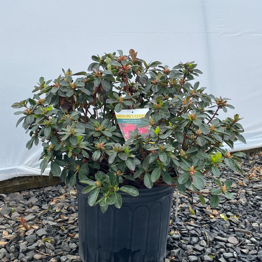 Azalea Evergreen Girard's Crimson