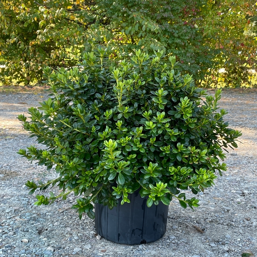 Azalea Evergreen Gir. Pleasant White