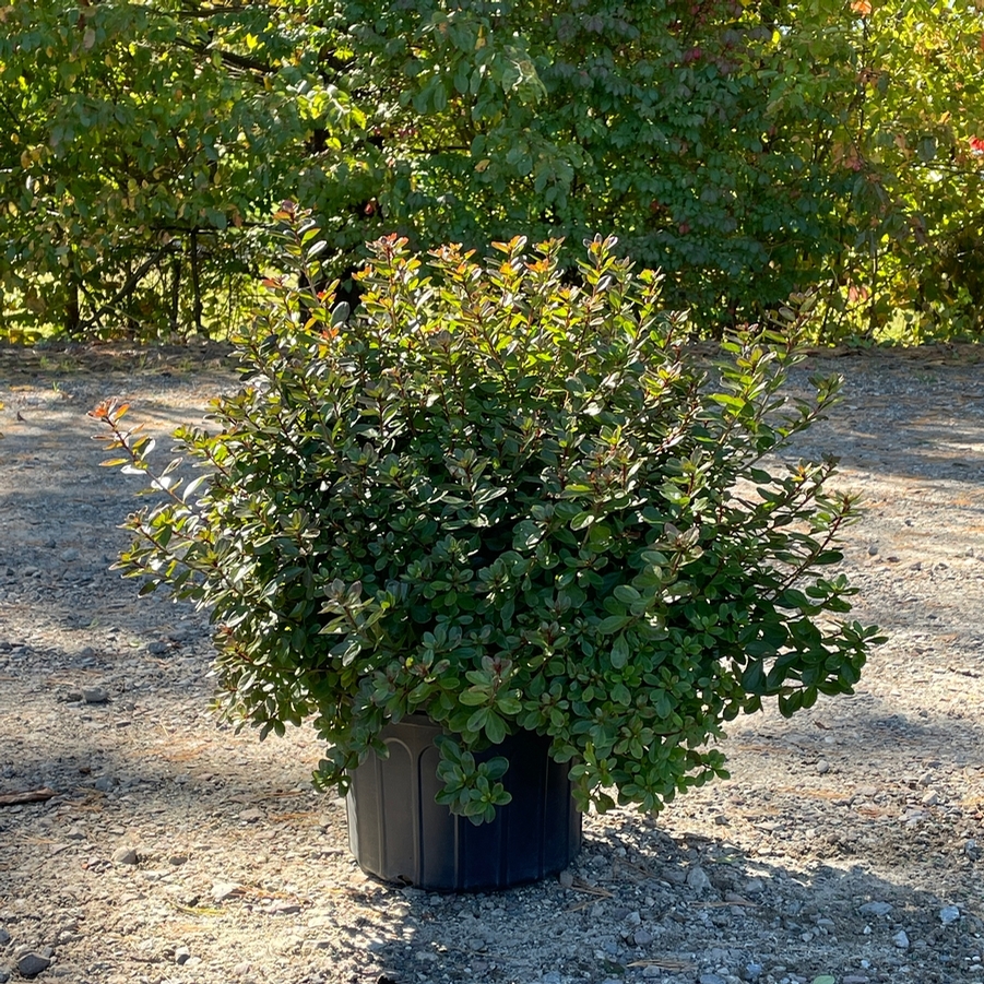 Azalea Evergreen Hino Crimson