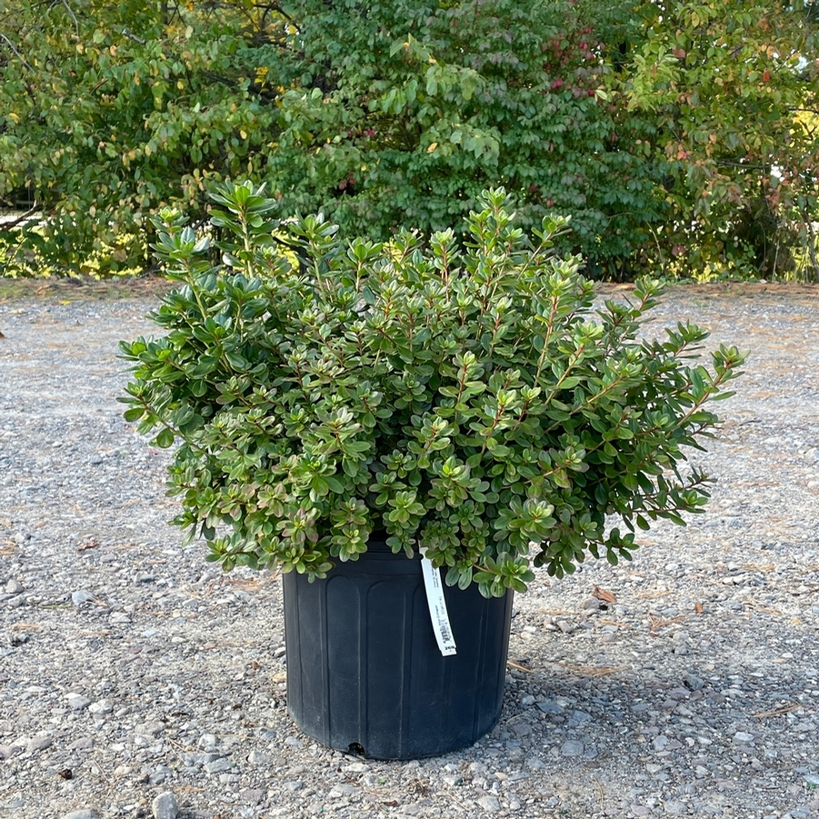 Azalea Evergreen Hino Crimson