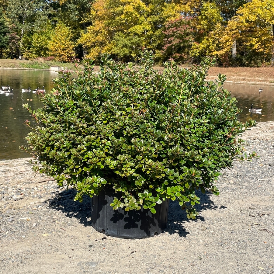 Azalea Evergreen Hino Crimson