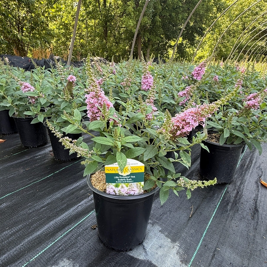 Buddleia Little Rockstars Pink