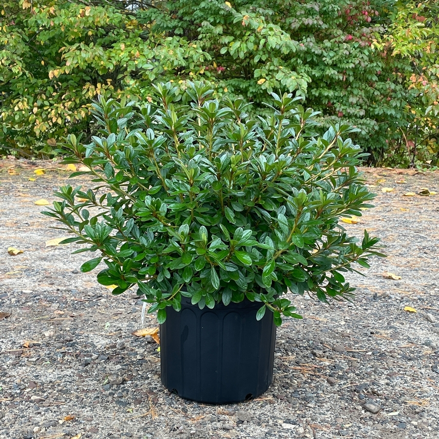 Azalea Evergreen Karen