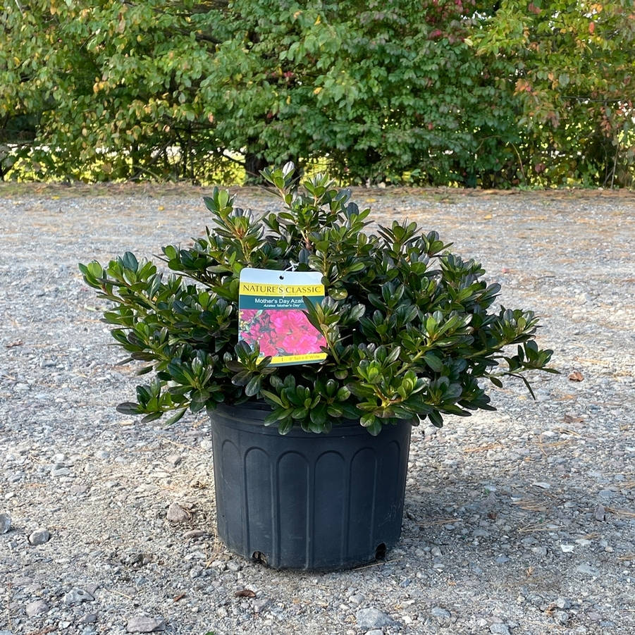 Azalea Evergreen Mother's Day