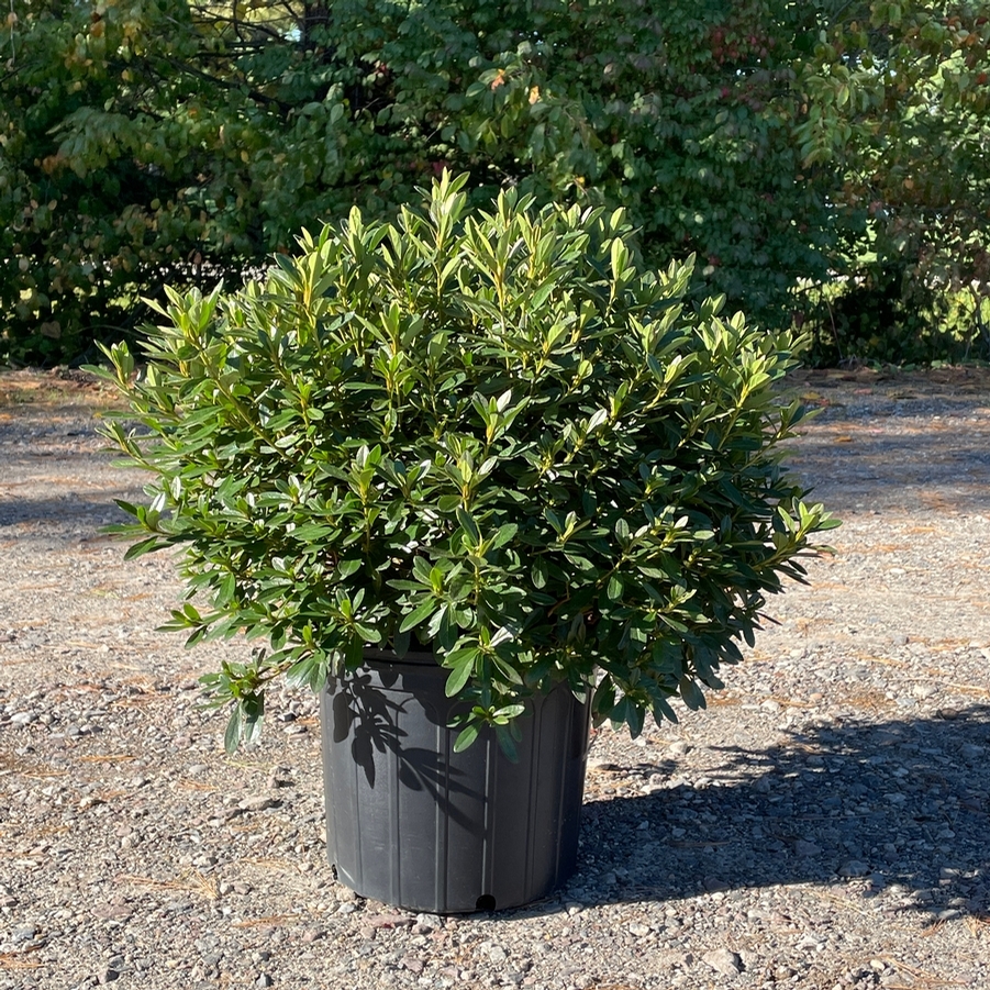 Azalea Evergreen Poukhanense Compacta