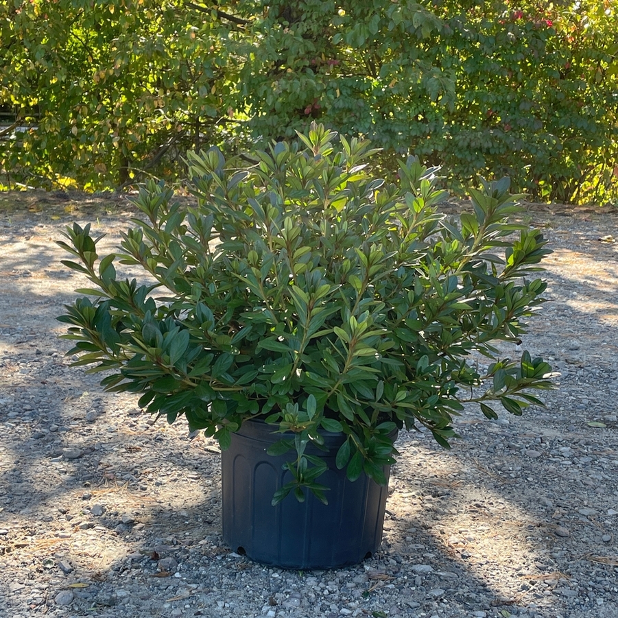 Azalea Evergreen Purple Splendor