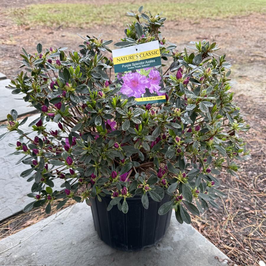 Azalea Evergreen Purple Splendor