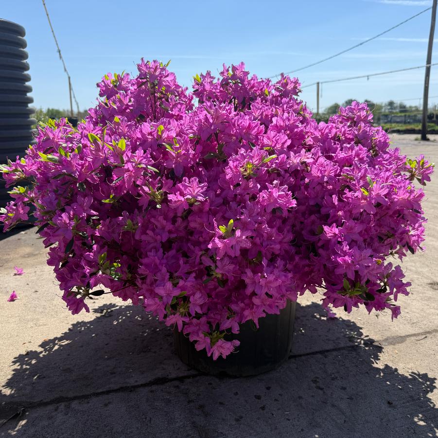 Azalea Evergreen Purple Splendor