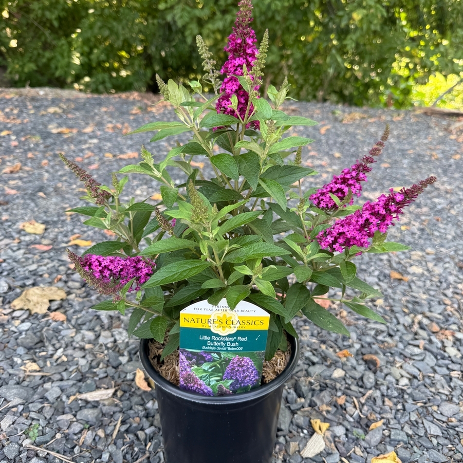 Buddleia Little Rockstars Red